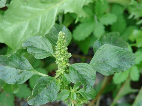 凹頭畏芝|Amaranthus lividus